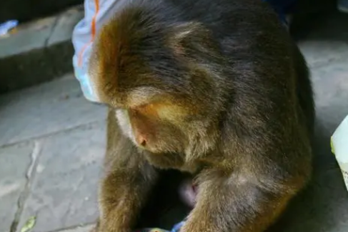 峨眉藏酋猴的生活习性，你们了解多少？