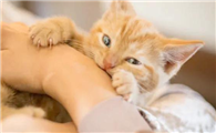 猫咪为什么喜欢人的手掌呢