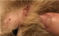 猫癣为什么会感染狗狗
