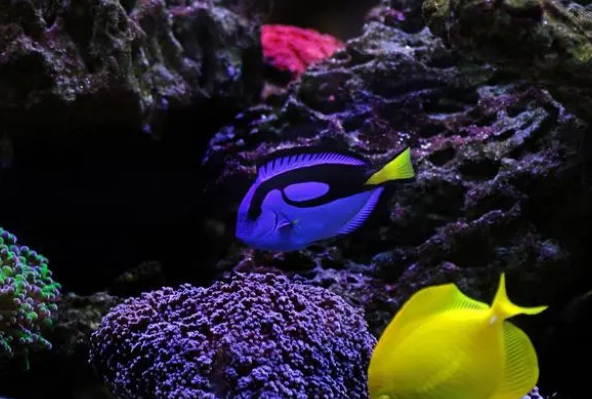 蓝纹吊，水族箱里的标配海水鱼，推荐饲养