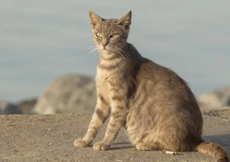 沙漠猫一般猫脑容量多大