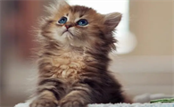 猫咪眼泪为什么是红色的