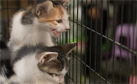猫咪睡觉喜欢趴身上为什么呢