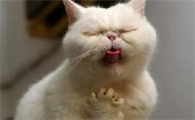 2个月大的小猫拉稀吐白沫是怎么回事啊