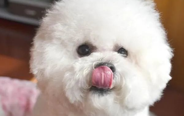 比熊流鼻涕是怎么回事