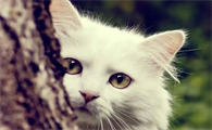 猫咪吐了半消化的猫粮是什么原因引起的