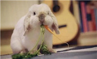家养兔子吃什么食物好