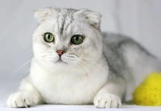苏格兰折耳猫是什么品种 苏格兰折耳猫是什么品种