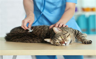 猫白血病的临床特征有哪些