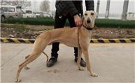 格力犬又叫什么犬