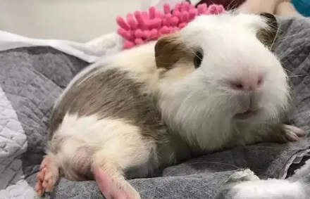 怎么样和荷兰猪搞好关系呢 怎么样和荷兰猪搞好关系呢