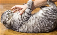 猫咪喜欢打东西是为什么呢