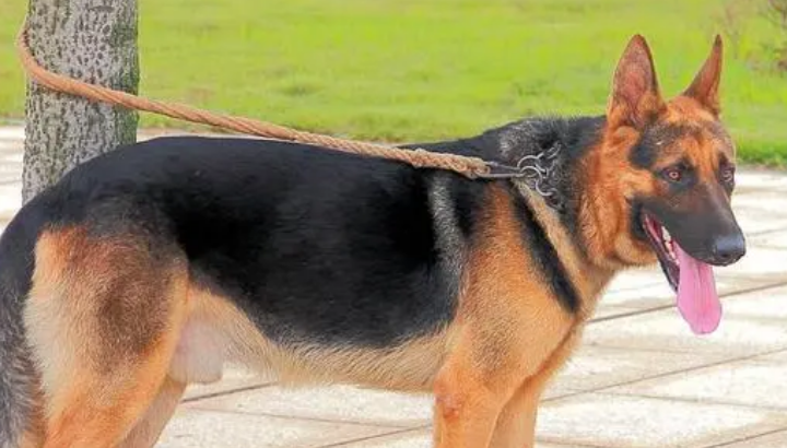 前些年常见的黑背犬，为啥越来越少了？优点众多的德牧得罪了谁？