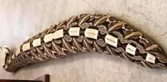 世界上最胖的毒蛇，加蓬咝蝰究竟有多恐怖？