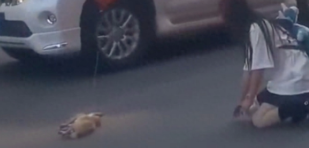 狗狗穿马路被汽车撞倒，主人崩溃跪地哭泣，为何不栓绳呢