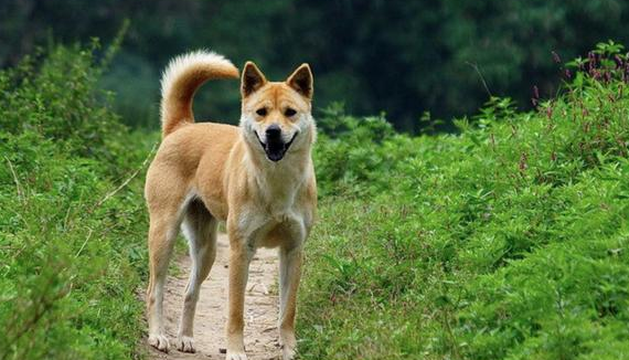 中华田园犬怎么样才会不咬人呢