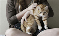 猫咪为什么不爱被人抱走