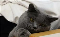 猫不吃米饭馒头怎么办啊