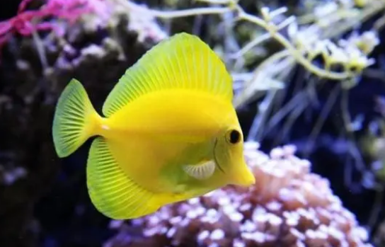 介绍一种非常可爱的海水鱼—黄金吊! 介绍一种非常可爱的海水鱼—黄金吊!