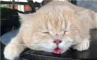 猫为什么不怕高温的东西啊