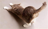 小猫撅屁股为什么