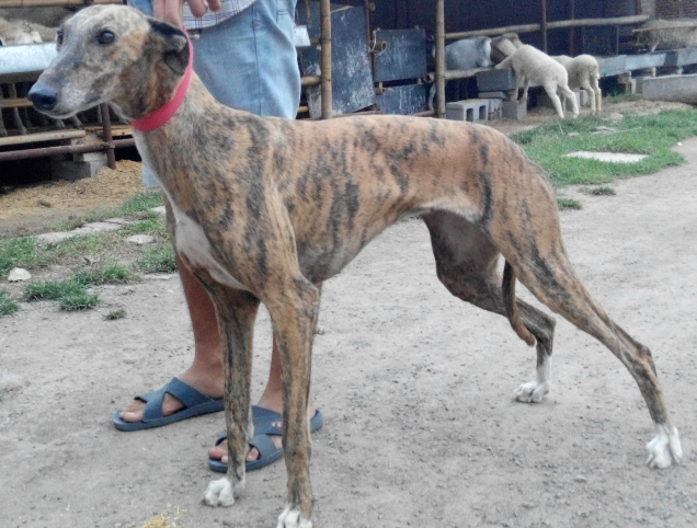 格力犬血统查询系统