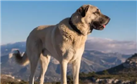 坎高犬打架怎么样呢