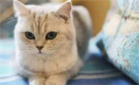 为什么猫咪总是后退跑来跑去