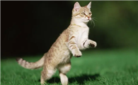 猫咪为什么没晒太阳啊