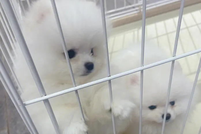 一文详解:育宠匠犬舍怎么样? 一文详解:育宠匠犬舍怎么样?