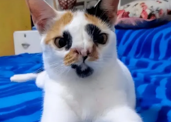 为什么三花猫不能养