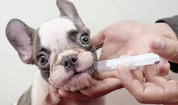 京北兽药安全性评估——保障您的宠物健康！