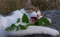 猫薄荷对猫有什么作用