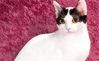 招财猫怎么养？你了解吗？