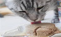 猫咪为什么少吃罐头食物