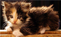 皮堡斯猫性格好不好,饲养的时候要注意什么?