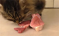 宠物猫吃鸡肝好不好