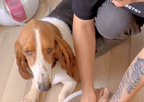 主人用狗狗耳朵当擦脚布，还给晾了起来