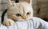 猫咪为什么不听话啊