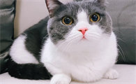 坚果是什么品种的猫咪呢