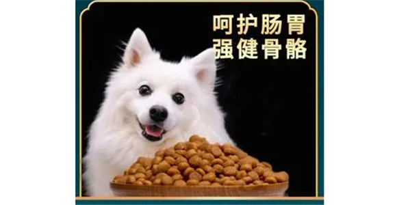 银狐犬如何选择狗粮啊 银狐犬如何选择狗粮啊