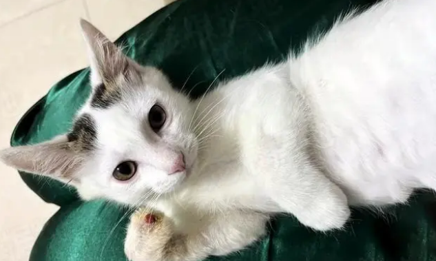那只对人类无比友好的流浪猫,消失一个月后再出现 那只对人类无比友好的流浪猫,消失一个月后再出现