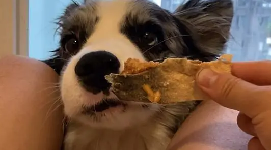 摩米特尔宠物零食:给爱宠提供健康美味的选择 摩米特尔宠物零食:给爱宠提供健康美味的选择