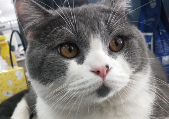 哈宠优选的猫多少钱？来看看吧
