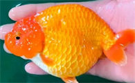 兰寿金鱼饲养技巧是什么