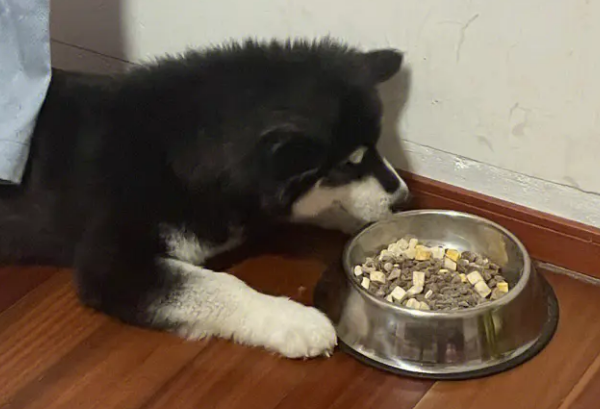 阿拉斯加犬多大可以吃成犬粮了