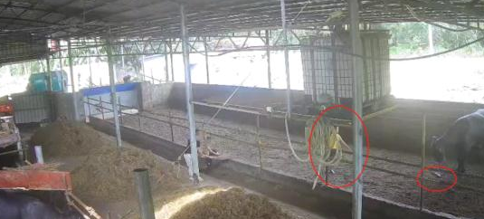 广西一6岁男孩在自家牛棚玩耍被公牛顶撞,村委会:孩子已不幸去世 广西一6岁男孩在自家牛棚玩耍被公牛顶撞,村委会:孩子已不幸去世