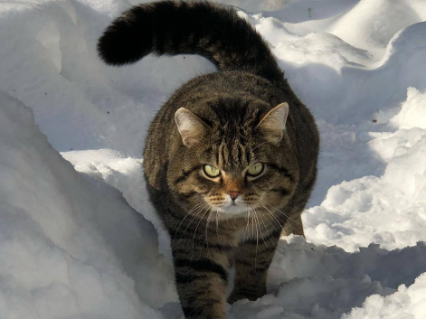 为什么说东北猫不好？