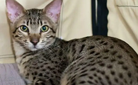 国内哪能买到萨凡纳猫