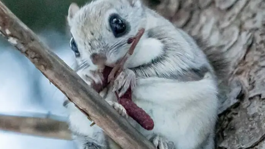鳞尾鼯鼠温顺吗? 鳞尾鼯鼠温顺吗?